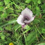 Calochortus tolmiei Квітка
