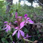 Epidendrum imatophyllum Flower