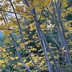 Acer macrophyllum Casca