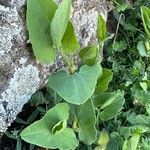 Aristolochia paucinervis Blad