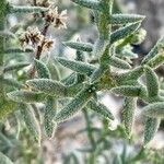 Heliotropium bacciferum Hoja
