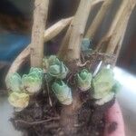 Sedum spathulifolium 葉