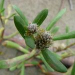 Gomphrena vermicularis Sonstige