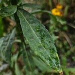 Helenium autumnale Yaprak
