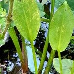 Alisma plantago-aquatica Blad