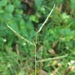 Urochloa glumaris Floro