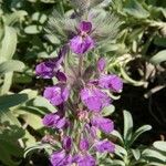 Stachys lavandulifolia Flower