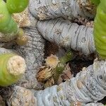 Tephrocactus verschaffeltii Rinde