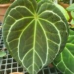 Anthurium crystallinum Blad