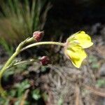 Potentilla ranunculoides Flower