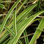 Carex morrowii पत्ता