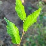 Ulmus pumila पत्ता