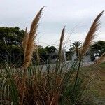 Cortaderia selloana Leaf