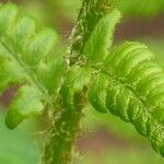 Dryopteris cristata Yaprak