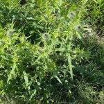 Cirsium vulgareDeilen