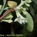 Elaeagnus multiflora Blüte