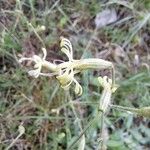 Silene nutans Fiore