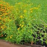 Tagetes lucida عادت داشتن