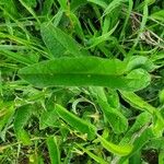 Ipomoea mombassana Leaf