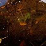 Utricularia minor Leaf