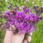 Vernonia baldwinii Цвят