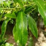 Ilex paraguariensis Leaf
