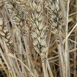 Triticum aestivum Плод