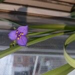Tradescantia occidentalis Flor
