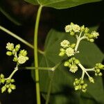 Jatropha curcas Blüte