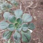 Aeonium mascaense Лист