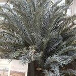 Encephalartos horridus Hábitos