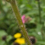 Silene pendula Casca