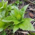 Eupatorium cannabinumFolha