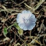 Malva hispanica Blomma