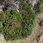 Limonium lambinonii Habit