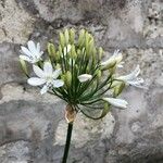 Agapanthus praecox Flower