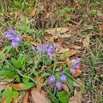 Scutellaria integrifolia Φύλλο