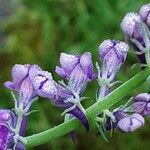 Linaria purpurea പുഷ്പം