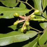 Guatteria dolichopoda Fruit