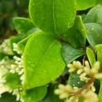 Ligustrum japonicum 葉