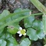 Ranunculus hederaceus Çiçek