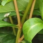 Lysimachia clethroides Bark