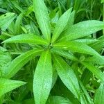 Centaurea triumfettii Leaf