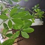 Adansonia za Blatt
