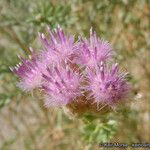 Pluchea sericea Flower