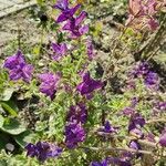 Salvia viridis Blomma