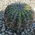 Echinocactus platyacanthus Lubje