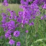 Hesperis matronalisFlower