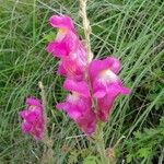 Antirrhinum majus Flor