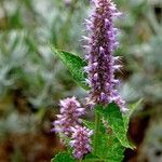 Agastache foeniculum Çiçek